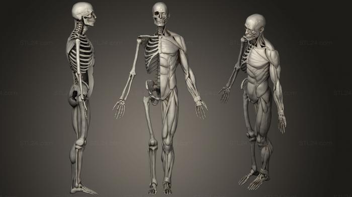 Anatomy of skeletons and skulls (Anatomy study, ANTM_0221) 3D models for cnc